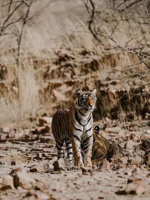 Golden Triangle Tour with Ranthambore